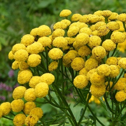 Wolle Frben Mit Rainfarn I Art Und Werk I Raum Fr Wollwerke Wolle Frben Mit Rainfarn I Art Und Werk I Raum Fr Wollwerke